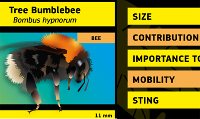 Know your Pollinators